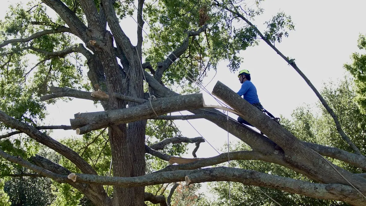 Professional Hazardous Tree Removal performed by certified arborists in Arlington Heights