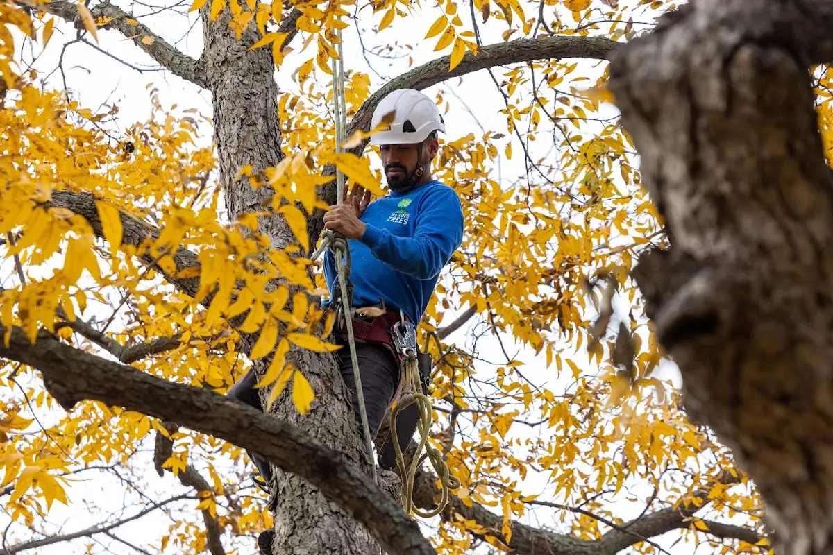 Skilled Tree Pruning crew working in Arlington Heights